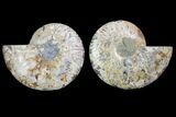 Agatized Ammonite Fossil - Crystal Pockets #144108-1